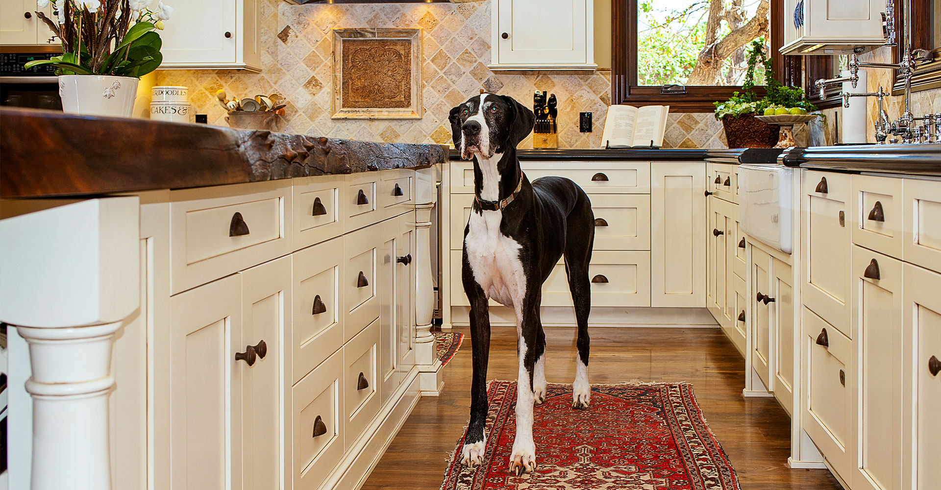 Dog Standing in Fitucci Custom Kitchen